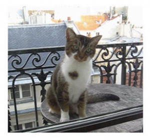 Parisian cat on a Parisian balcony