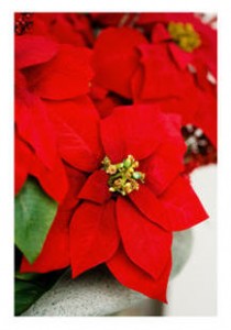 Holiday flourishes of color fill the house this time of year