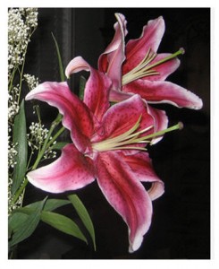 Lilies with heavenly scent and beautiful color: enough to transport me. 