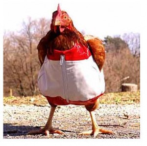 Chicken dressed for dinner. No, not me. (No heels.)