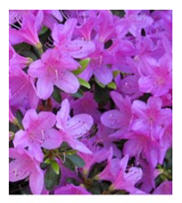 Azaleas in bloom