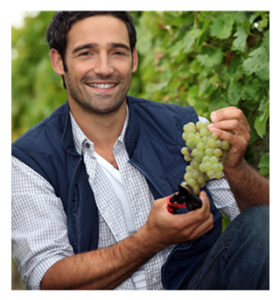 Sexy Frenchman Harvesting Grapes