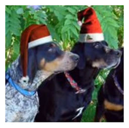 Dogs Do Jingle Bells