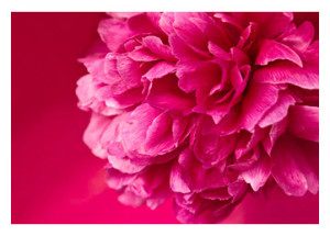 Hot Pink Peony on Pink Background