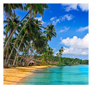 Beautiful Beach and Palm Trees