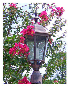 Crepe Myrtle and Lampost