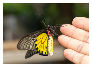 Yellow Butterfly