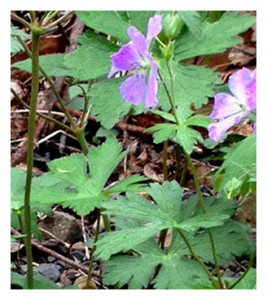 Trillium in woods 2